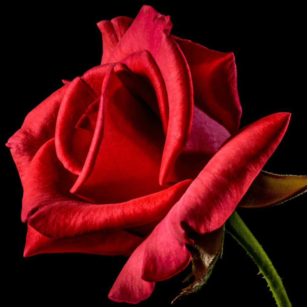 a red rose on black background